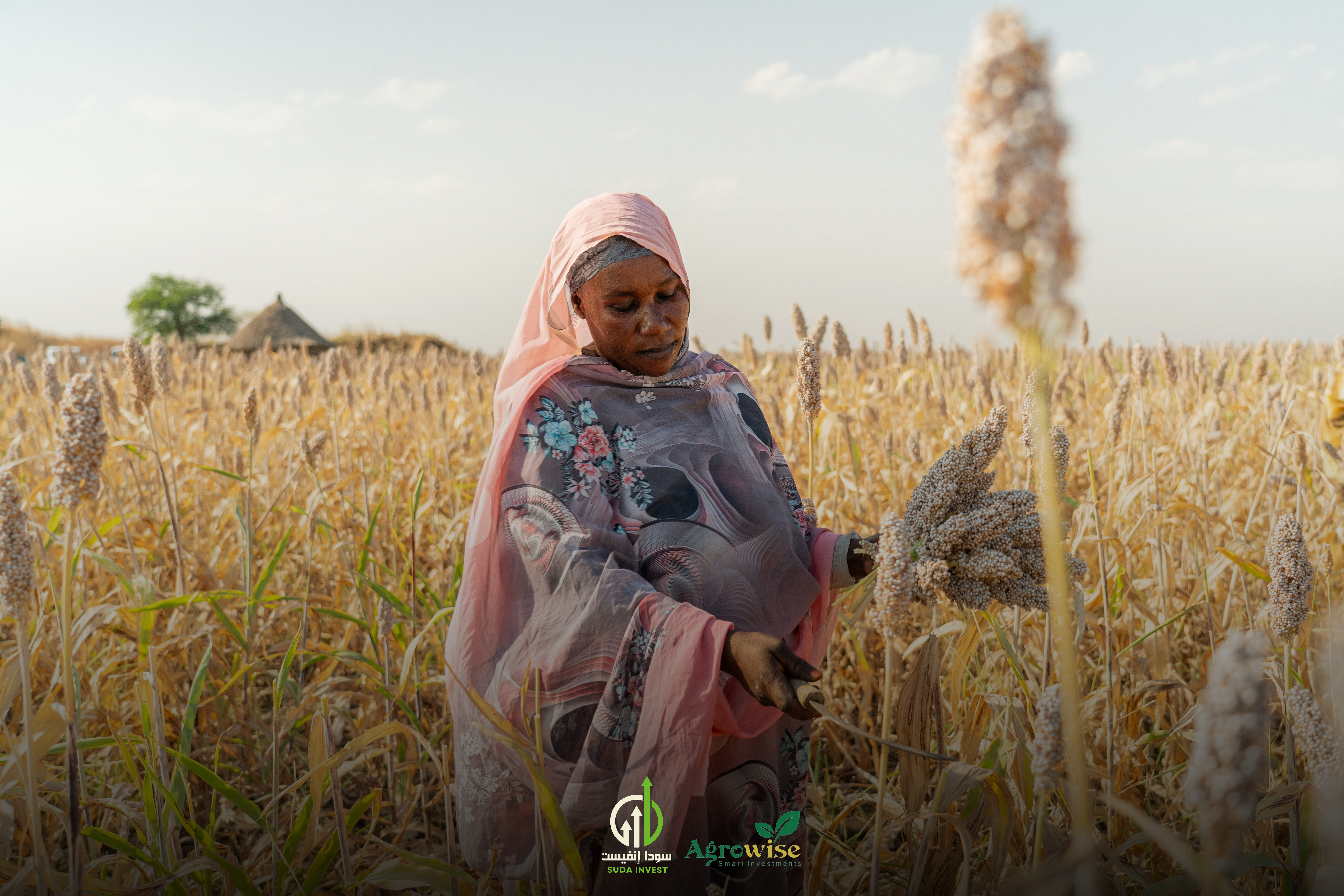 مشروع زراعة الذرة