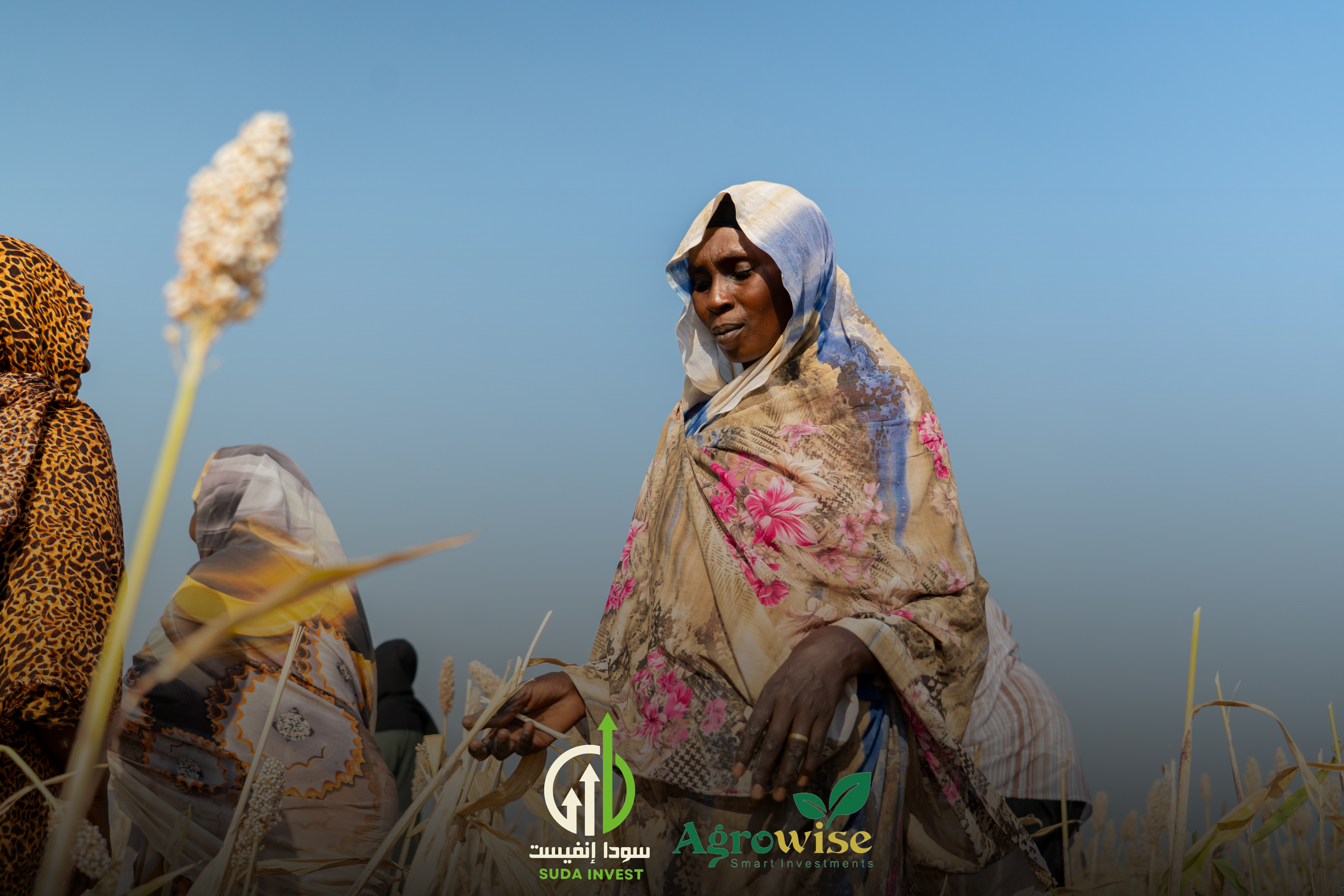 مشروع زراعة الذرة