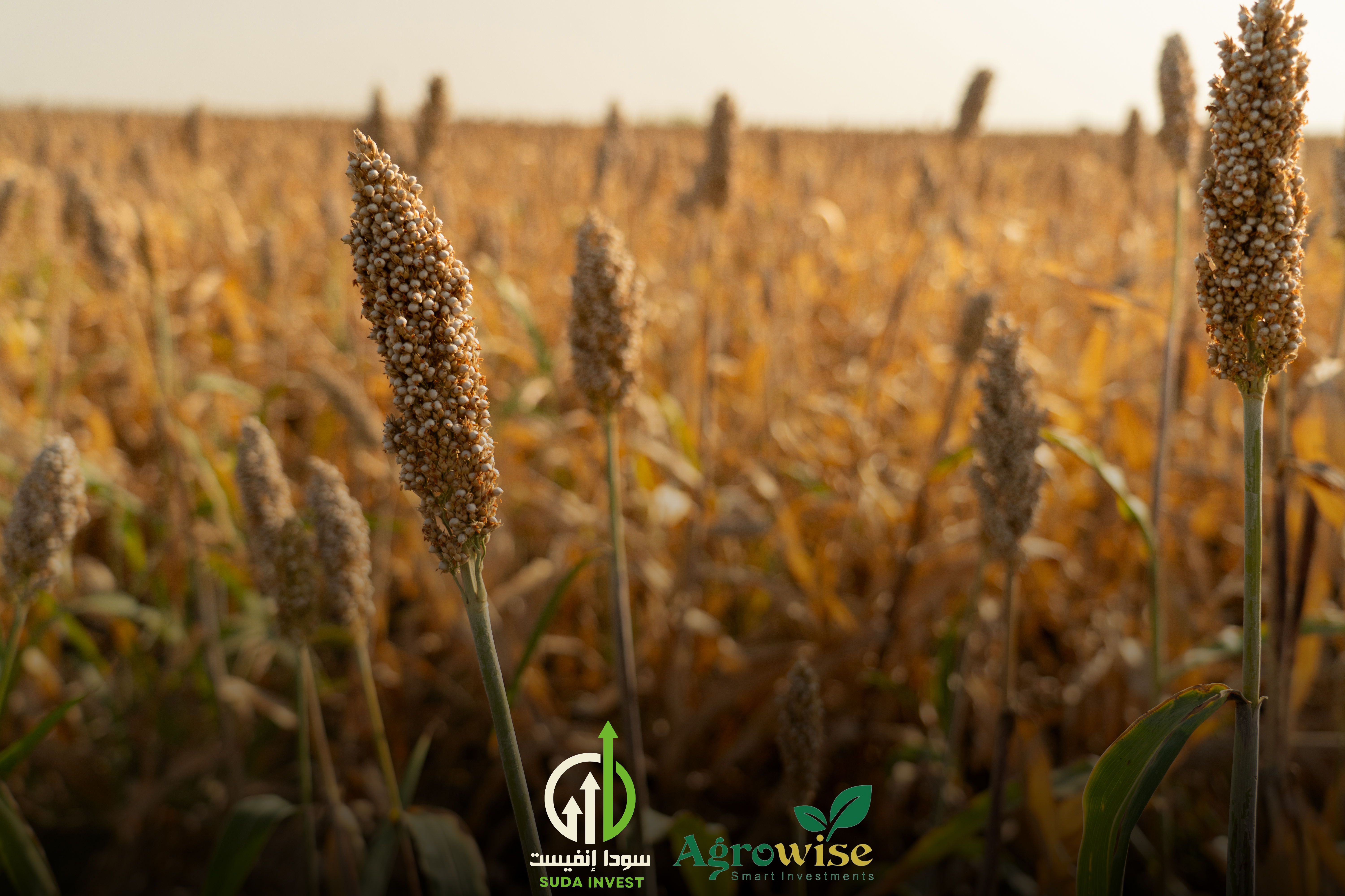 مشروع زراعة الذرة