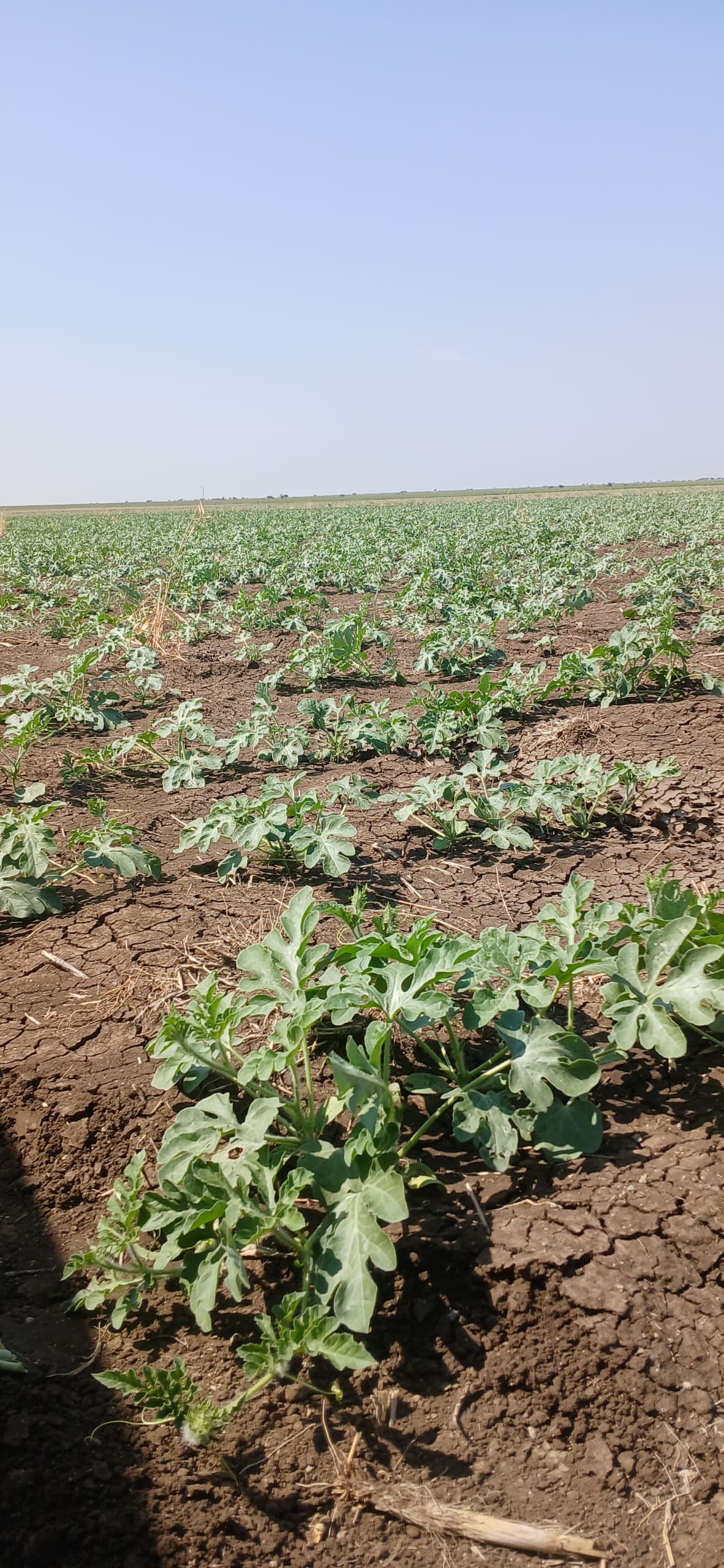 مشروع تسالي البطيخ